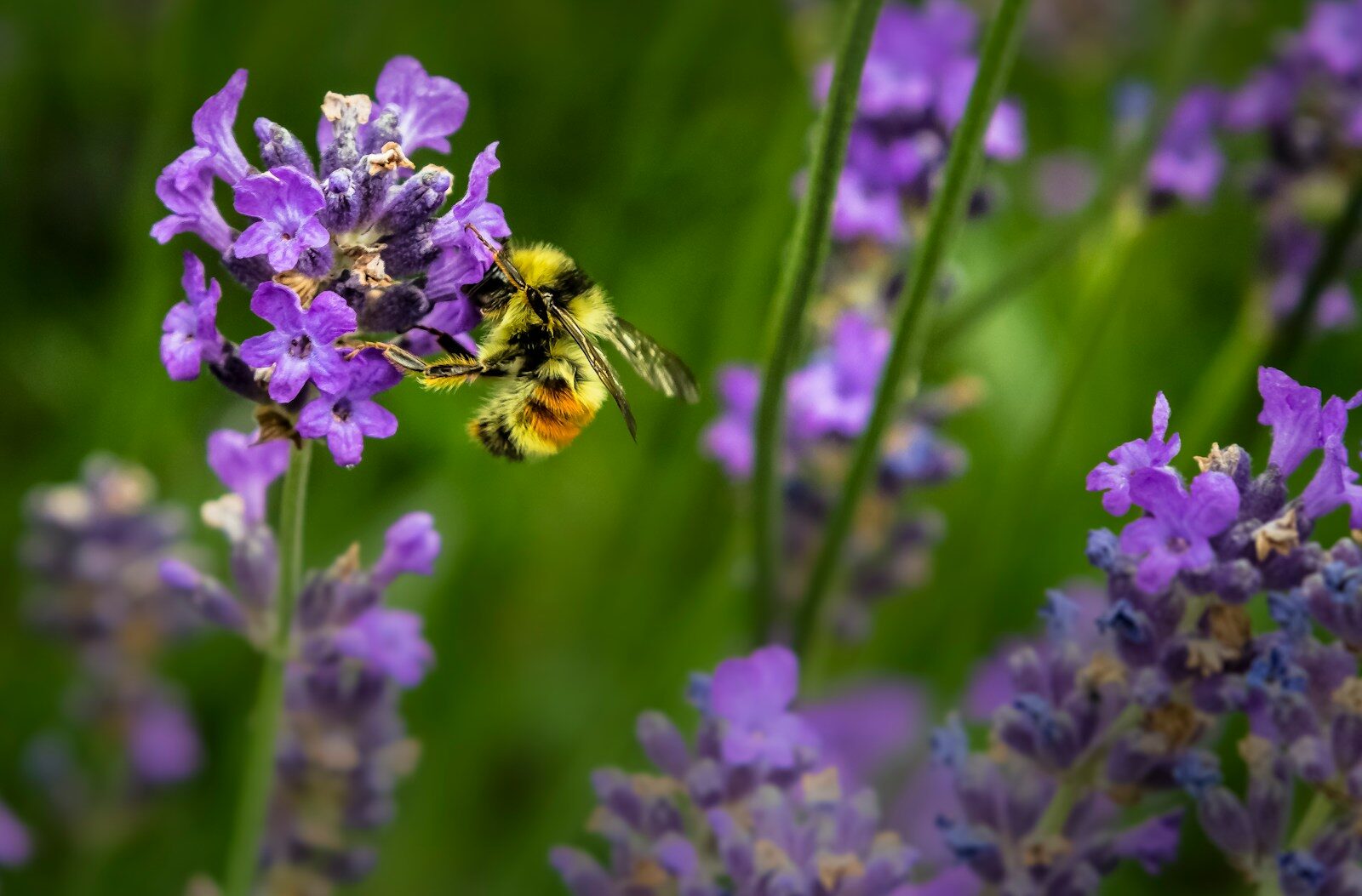 Beyond The Garden Fence: How Wildlife-Friendly Spaces Help The Environment